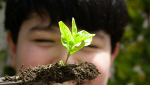 Close up of a young child holding a plant on a shovel of dirt